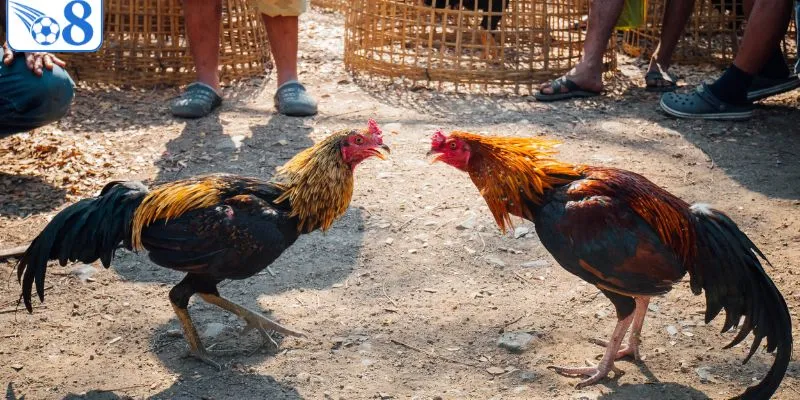 Bí quyết chơi đá gà Thomo mới nhất bách thắng