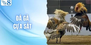 Đá Gà Cựa Sắt - Đỉnh Cao Của Tốc Độ, Căng Như Dây Đàn