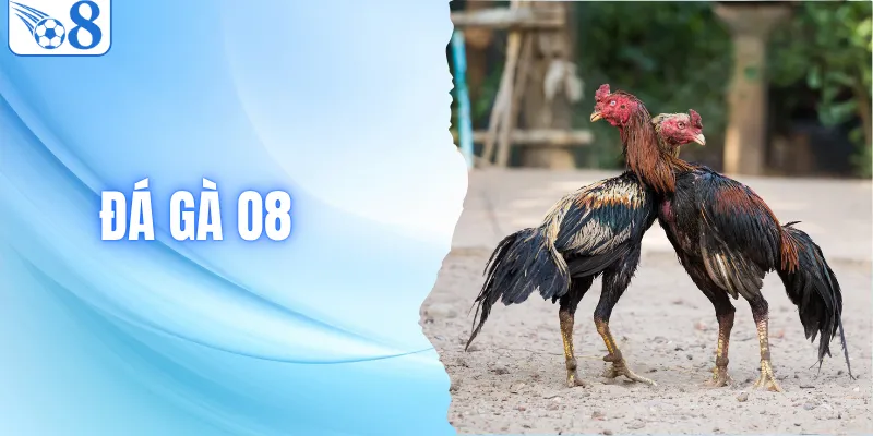 Đá Gà O8 - Sân Chơi Chọi Kê Trực Tuyến Hot Nhất 2026