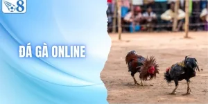 Đá Gà Online Là Gì Và Những Điều Người Chơi Nên Biết