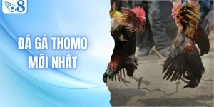 Đá Gà Thomo Mới Nhất - Chia Sẻ Kinh Nghiệm Bách Thắng
