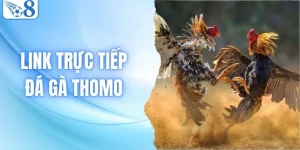Link Trực Tiếp Đá Gà Thomo - Trải Nghiệm Sống Động