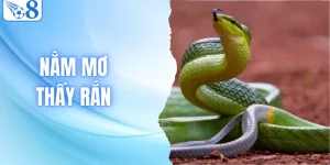 Nằm Mơ Thấy Rắn Đánh Số Mấy? Giải Mã Điềm Báo Tâm Linh