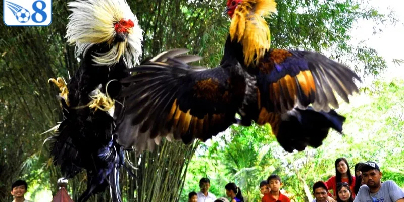Top 3 trang đá gà uy tín nhất 2026